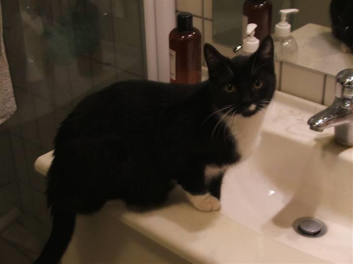 Huskat Solo - Lykken er rindende vand billede 2