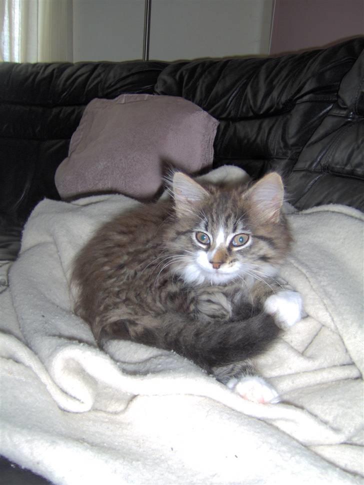 Blanding af racer MISSICA billede 2