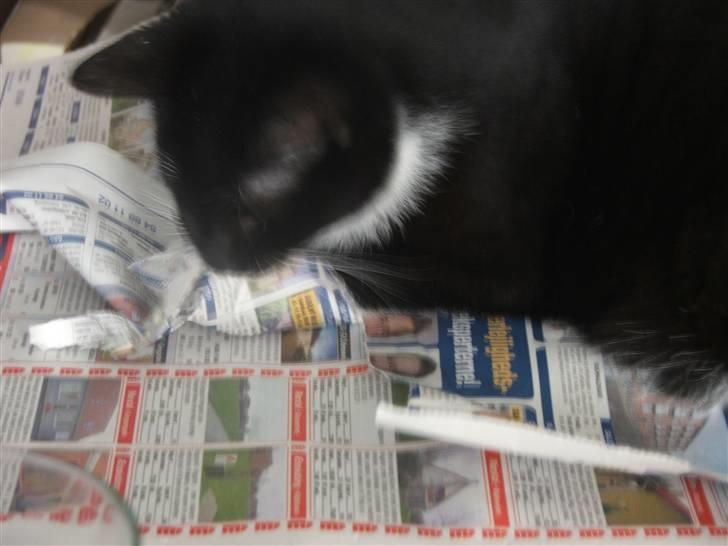 Huskat Solo - Solo er ligesom vi andre træt af at lede efter gård billede 3