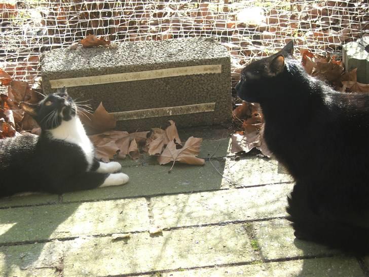 Huskat Solo - Hygge med Felix- skøøøønt billede 4