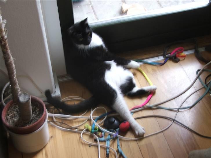 Huskat Solo - Solo i flytterod, og han yndlingsstilling billede 5