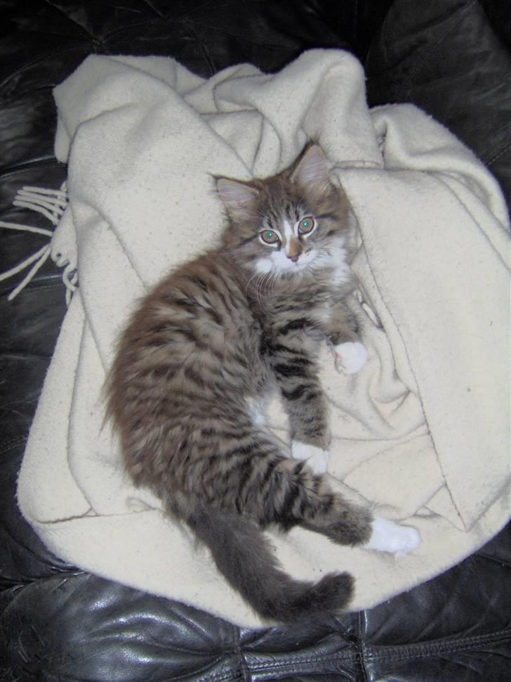 Blanding af racer MISSICA billede 3