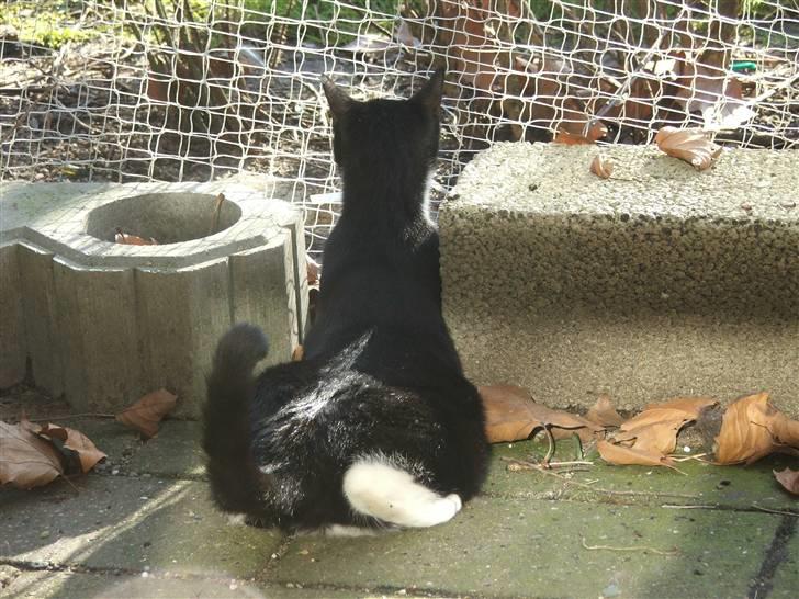 Huskat Solo - det er så spændende på den anden side billede 6