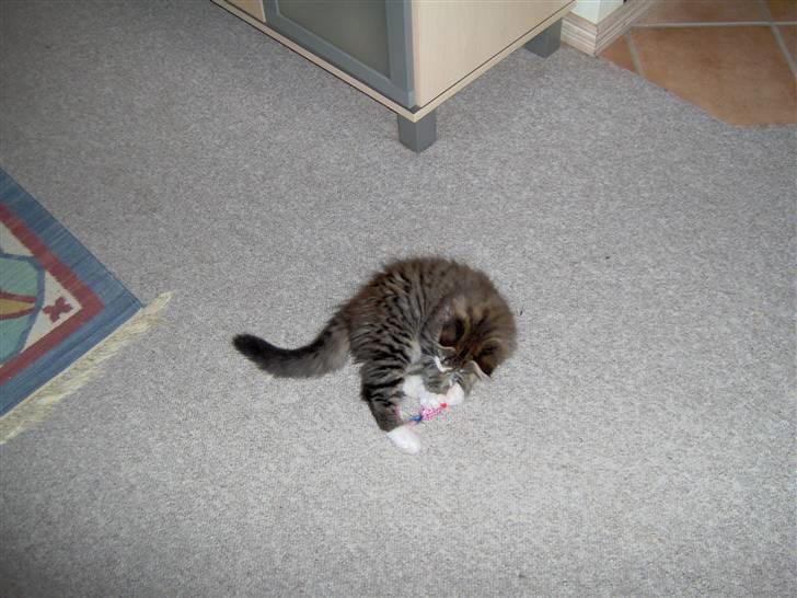 Blanding af racer MISSICA billede 4