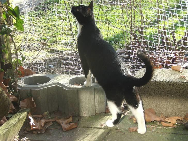 Huskat Solo - Solo har flere gange testet hegnets sikkerhed billede 7