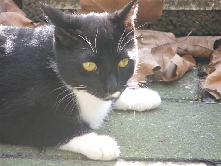 Huskat Solo - Solo på terassen billede 8