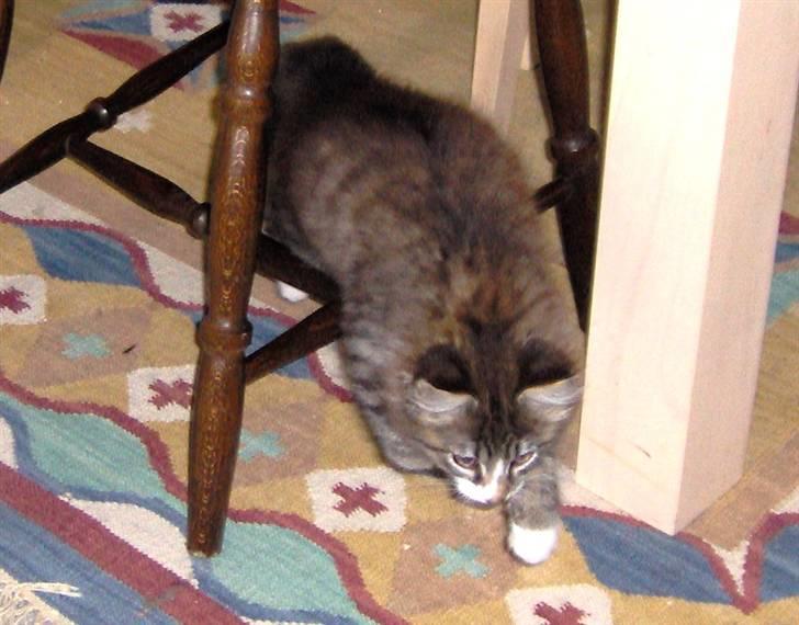 Blanding af racer MISSICA billede 5