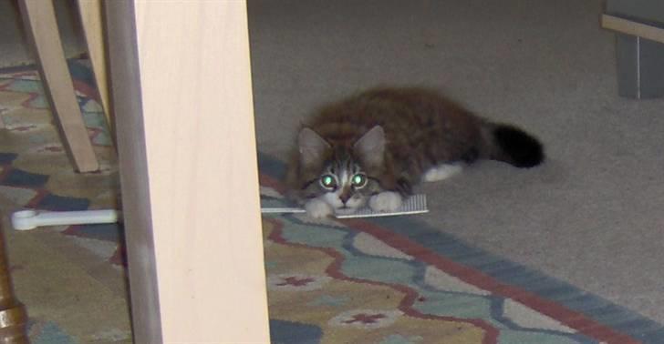 Blanding af racer MISSICA billede 6