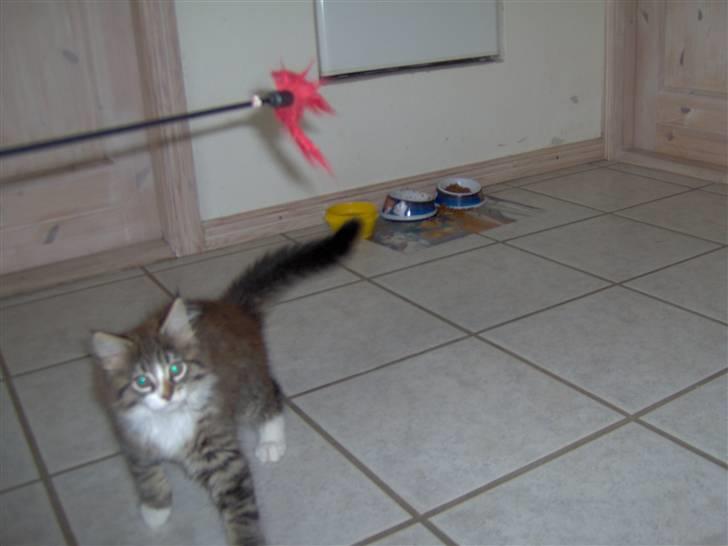 Blanding af racer MISSICA billede 7