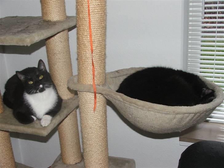 Huskat Solo - Solo elsker Felix billede 9