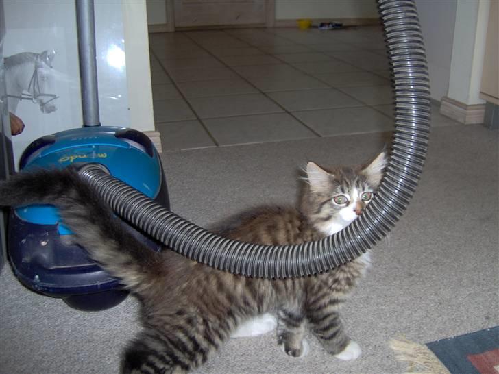 Blanding af racer MISSICA billede 8