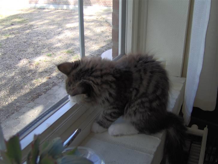 Blanding af racer MISSICA billede 9