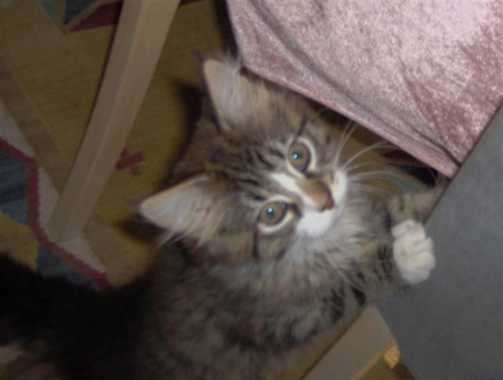 Blanding af racer MISSICA billede 10