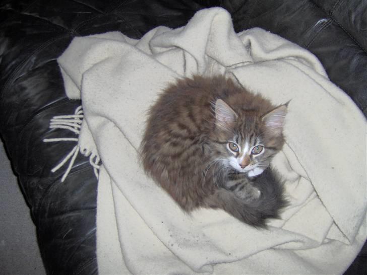 Blanding af racer MISSICA billede 11