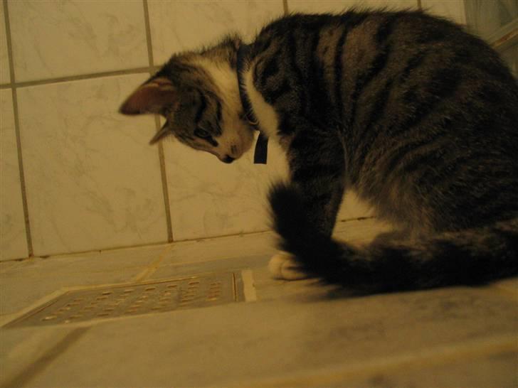 Huskat Simon billede 3