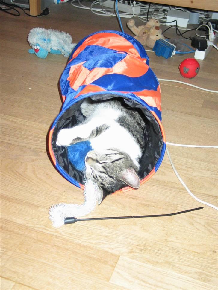 Huskat Simon billede 4