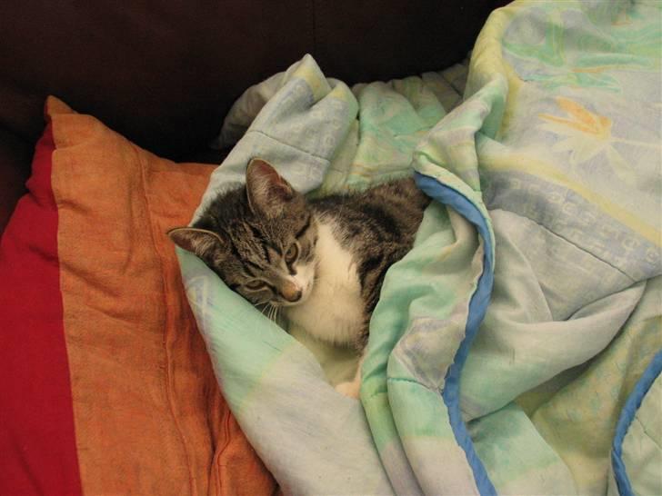 Huskat Simon billede 5