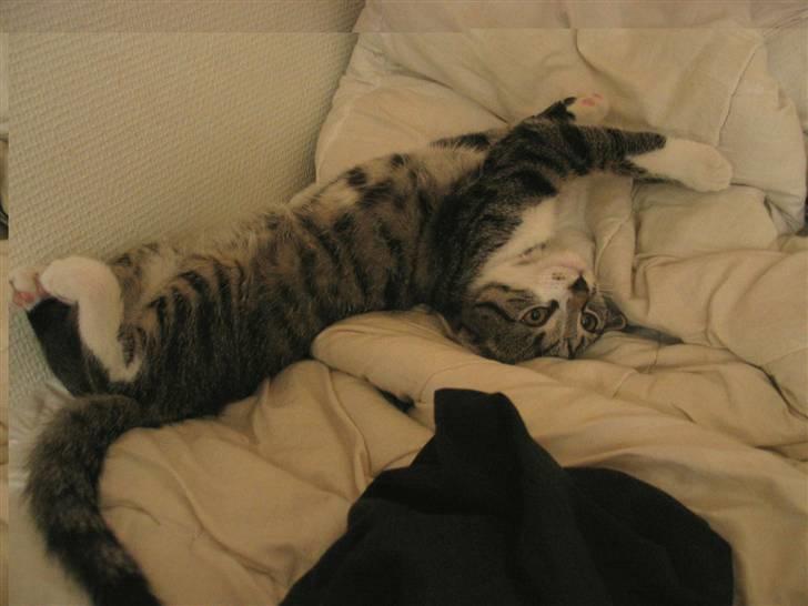 Huskat Simon billede 6