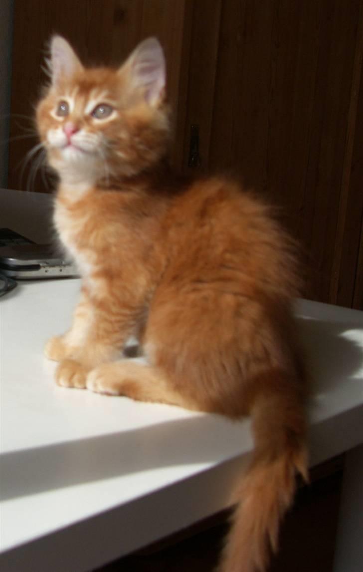 Maine Coon DK Kija Coon Aiko billede 6