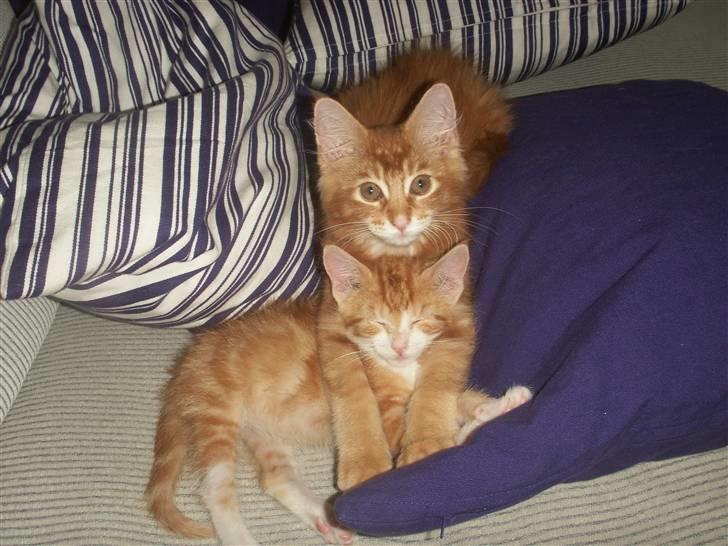 Maine Coon DK Kija Coon Aiko billede 7