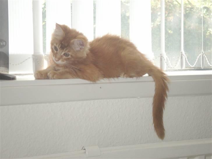 Maine Coon DK Kija Coon Aiko billede 8