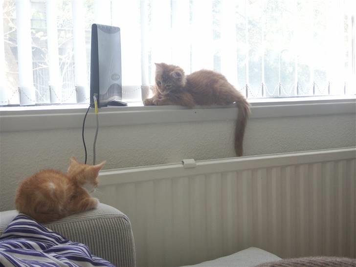 Maine Coon DK Kija Coon Aiko billede 9