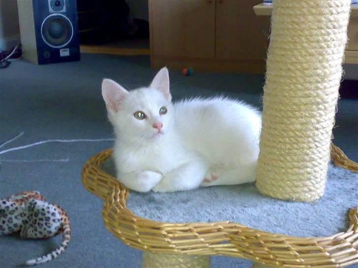 Blanding af racer snowie billede 9