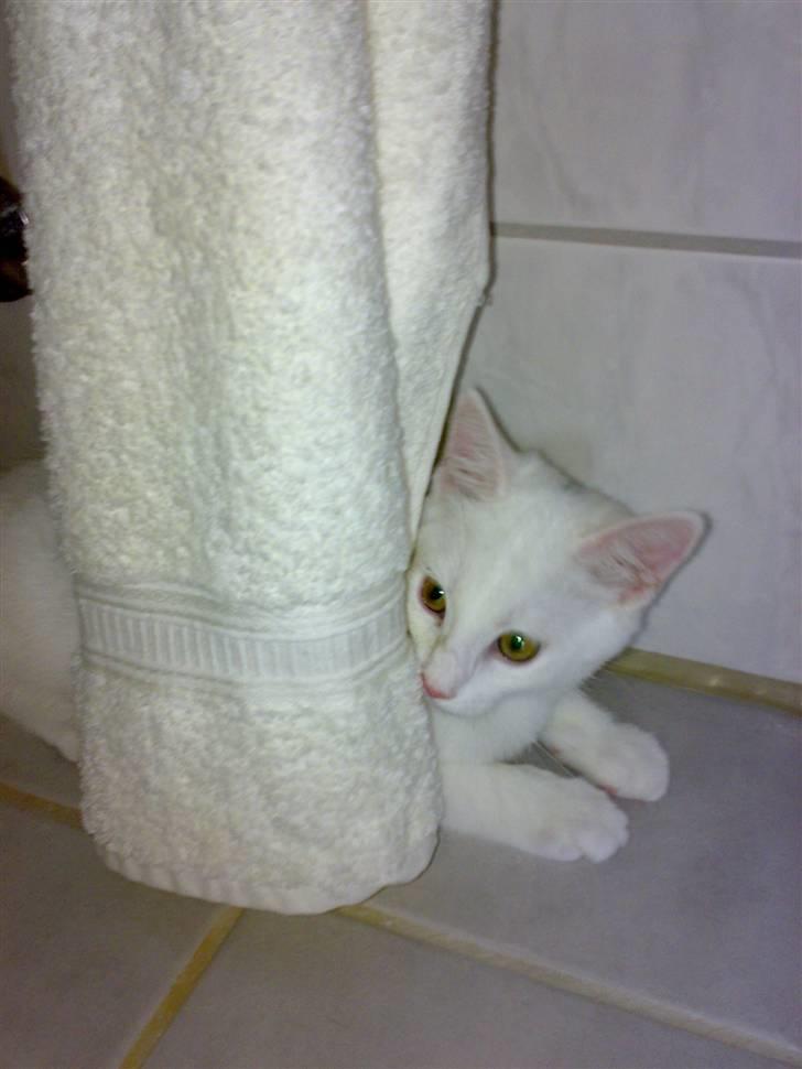 Blanding af racer snowie billede 10