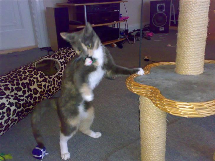 Blanding af racer Smilla billede 13