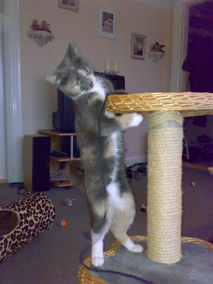 Blanding af racer Smilla billede 14