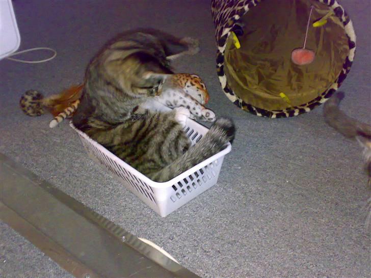 Blanding af racer tiger billede 9