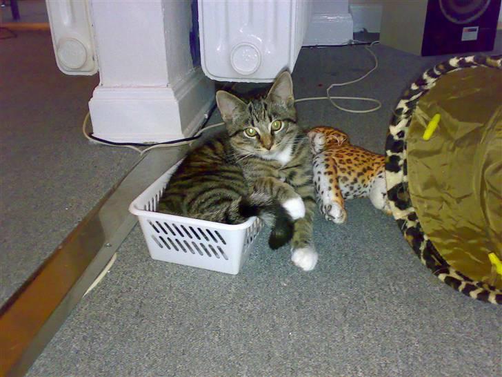 Blanding af racer tiger billede 10