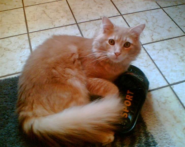 Maine Coon Aslan - der er intet som at ligge oven i et par af mors sko... billede 18