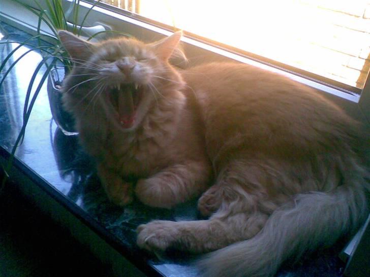 Maine Coon Aslan - Gaaab.... billede 19