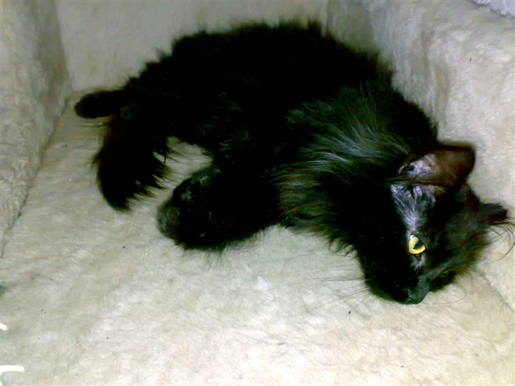 Blanding af racer Pjuske - ligger i sit krasetræ... billede 12