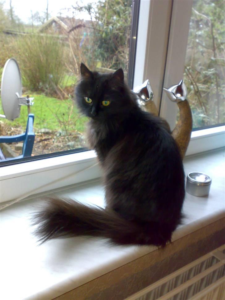 Blanding af racer Pjuske billede 13