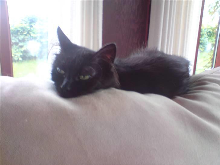 Blanding af racer Pjuske - Pjuske nye bedst sted at ligge, sofaen i udestuen billede 14