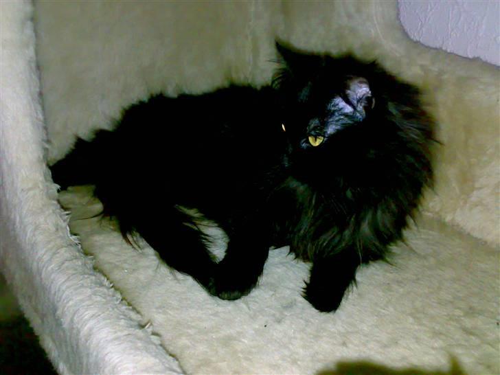 Blanding af racer Pjuske - se på at far spiller wii billede 15