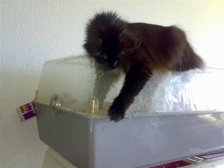 Blanding af racer Pjuske - er der noget jeg kan fange i her billede 16