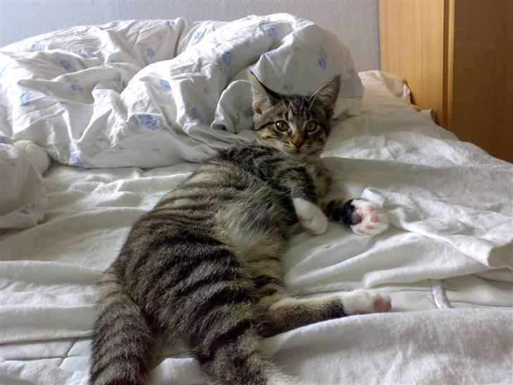 Blanding af racer tiger billede 11