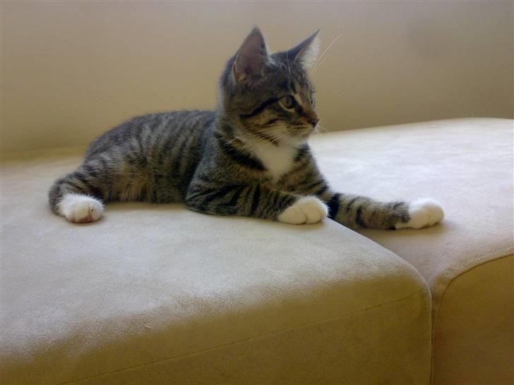 Blanding af racer tiger billede 12