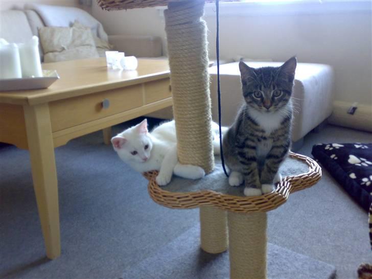 Blanding af racer tiger billede 13