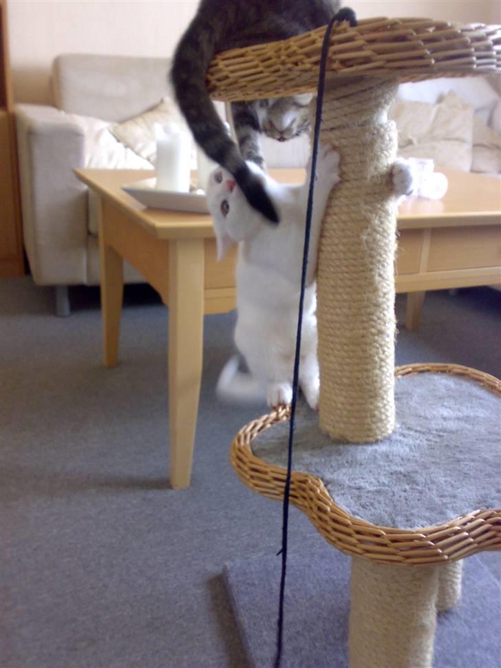 Blanding af racer snowie billede 11