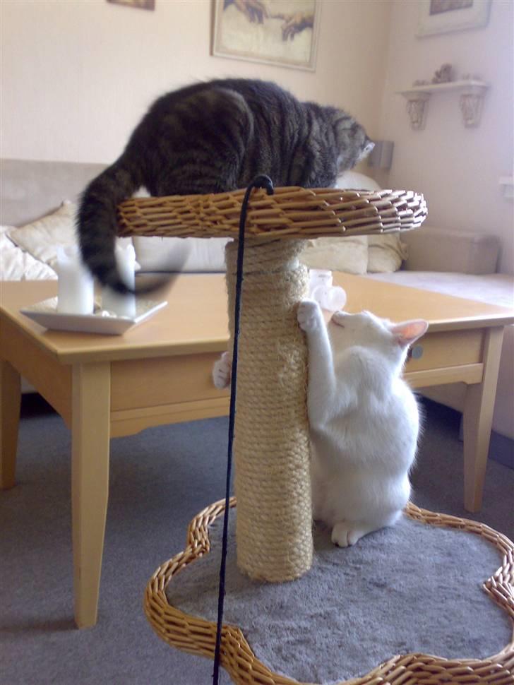 Blanding af racer snowie billede 12