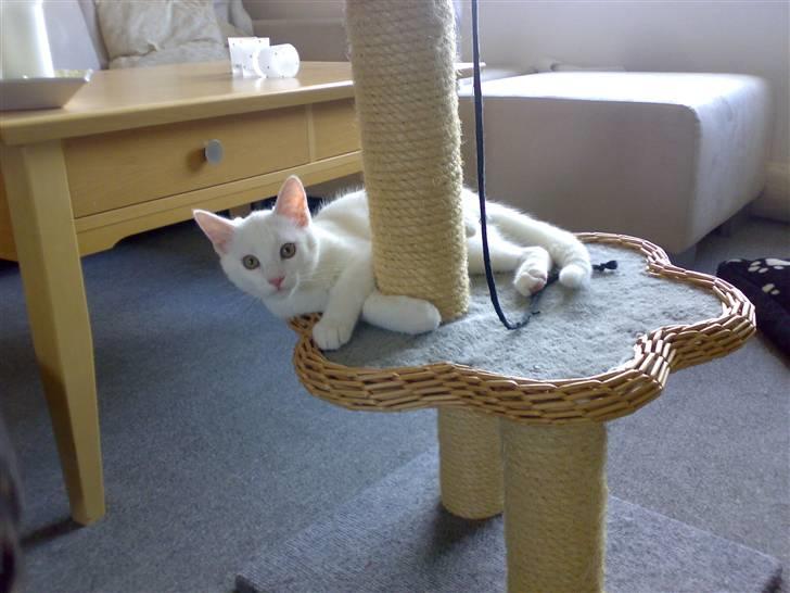 Blanding af racer snowie billede 13