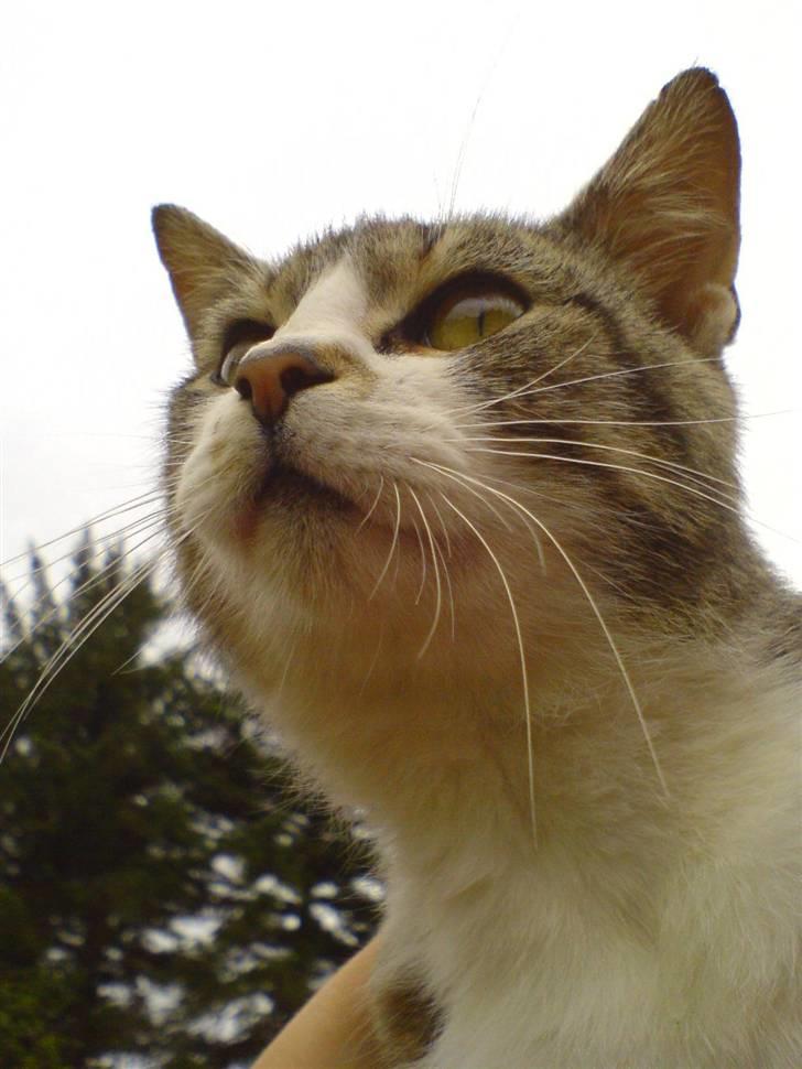 Huskat Stribe billede 11