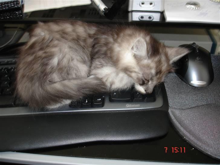 Maine Coon Taz (død) billede 12