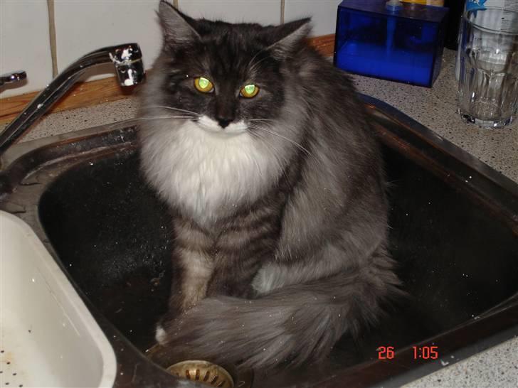 Maine Coon Taz (død) billede 13