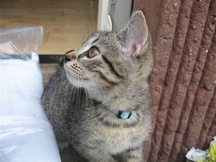 Huskat Toulouse - Velkommen til Toulouse´s Profil :) billede 1