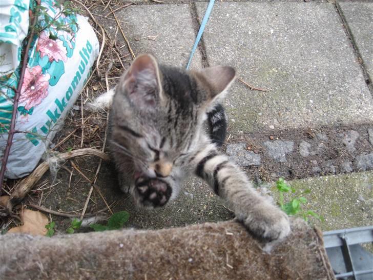Huskat Toulouse - Fin skal man da os være ude blandt alle han kattene billede 2